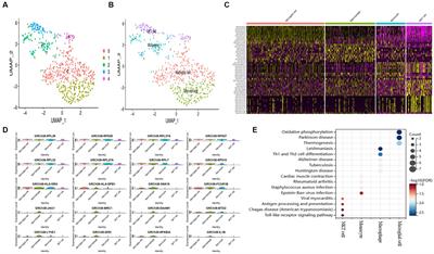 Identification of diagnostic molecules and potential traditional Chinese medicine components for Alzheimer’s disease by single cell RNA sequencing combined with a systematic framework for network pharmacology